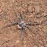 Tyrotama australis female